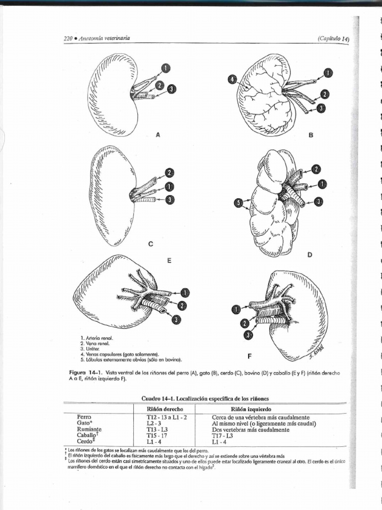 Riñones | PDF | Riñón | Especialidades Medicas