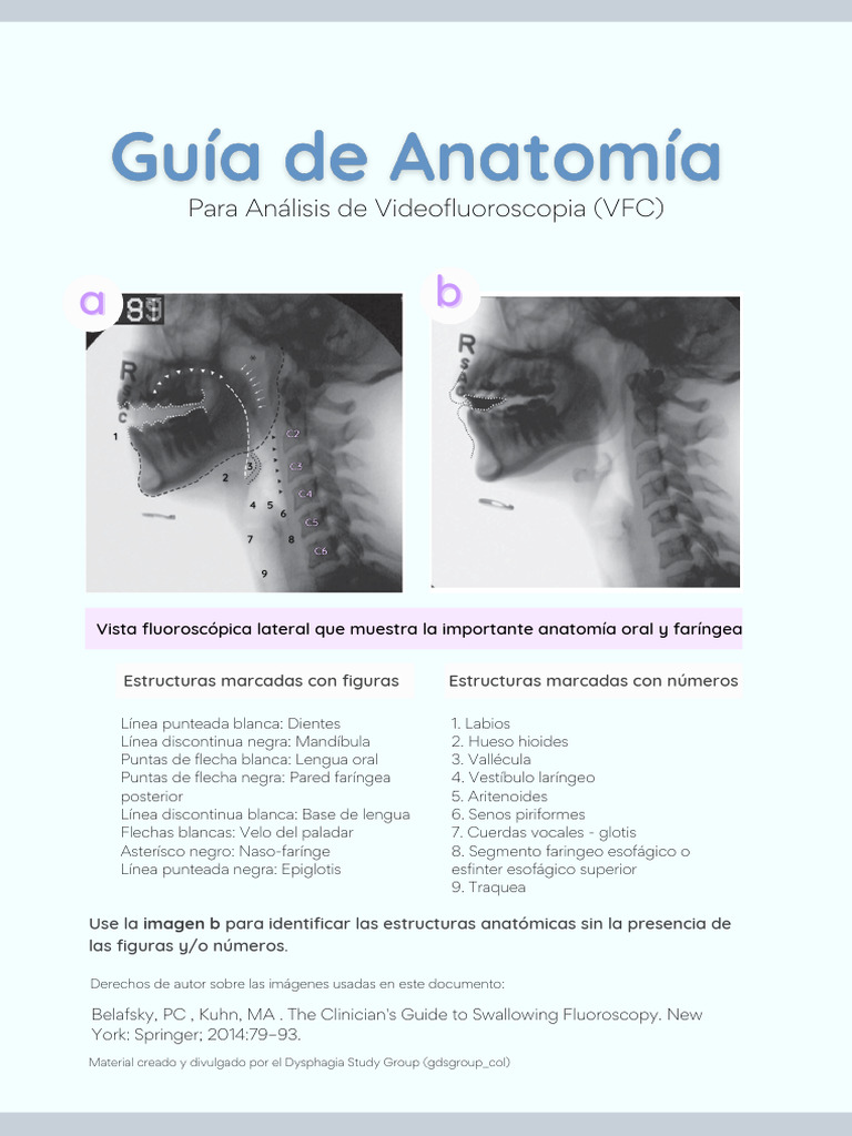 Anatomía en Videofluoroscopia de Deglución | PDF