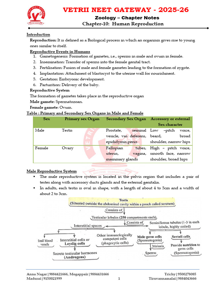 Notes - Human Reproduction | PDF | Menstrual Cycle | Luteinizing Hormone