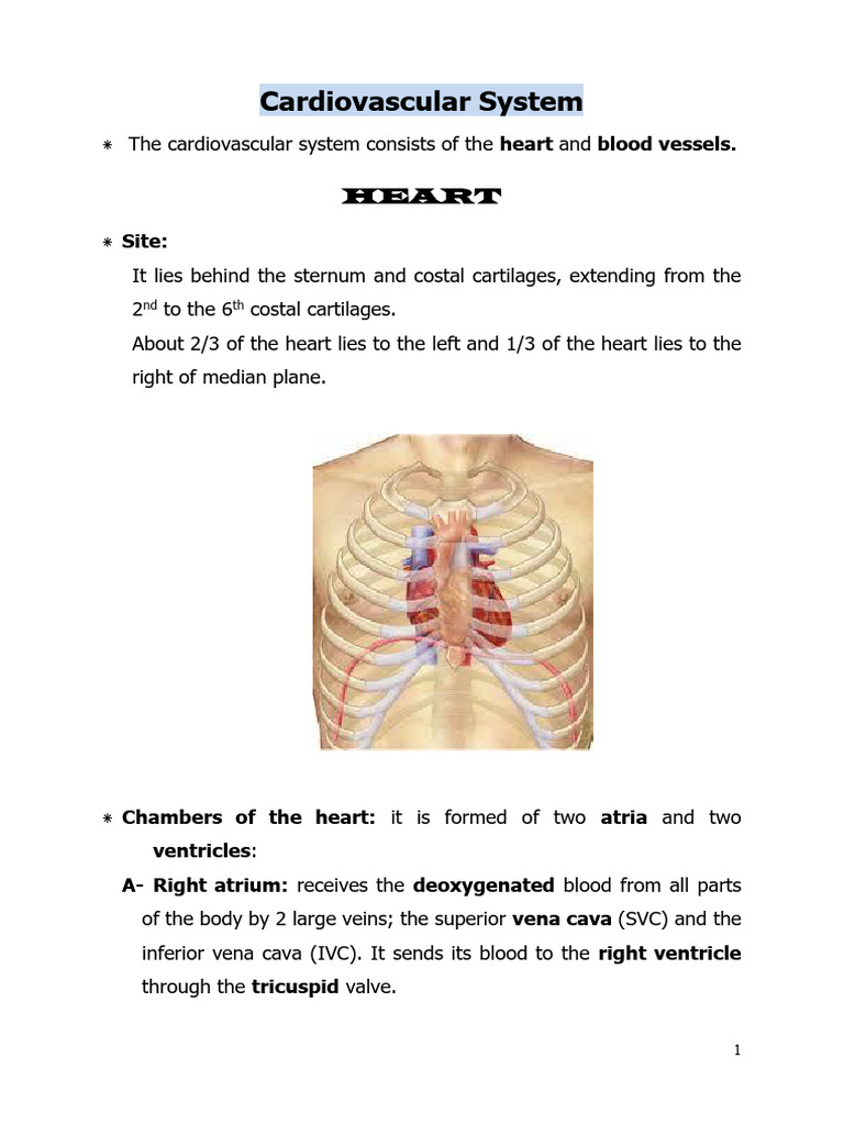 Overview of the Cardiovascular System | PDF | Circulatory System | Heart