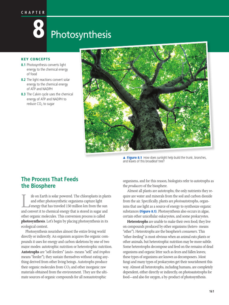 Understanding Photosynthesis Process | PDF | Photosynthesis | Chloroplast