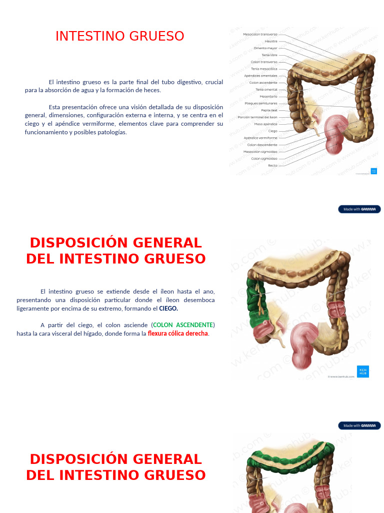 Intestino Grueso 2025 | PDF | Intestino grueso | Tracto gastrointestinal