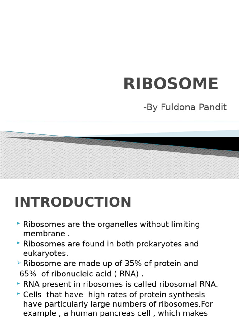 Overview of Ribosome Structure and Function | PDF