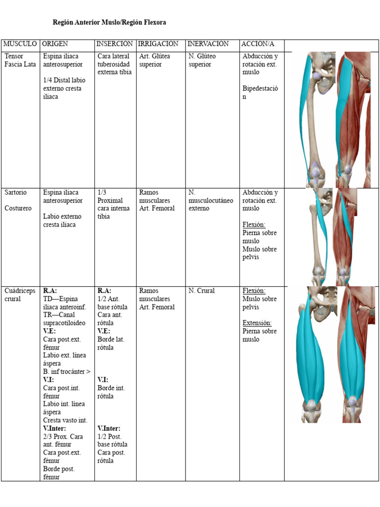 Anatomía de Músculos del Muslo y Pierna | PDF | Extremidades (anatomía ...