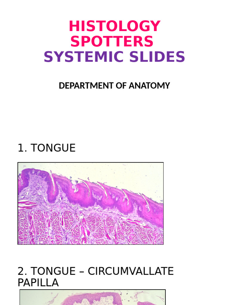 Histology Spotters: Systemic Slides Guide | PDF