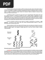 Mecanismos de Replicación del ADN | PDF | Replicación De Adn | Adn