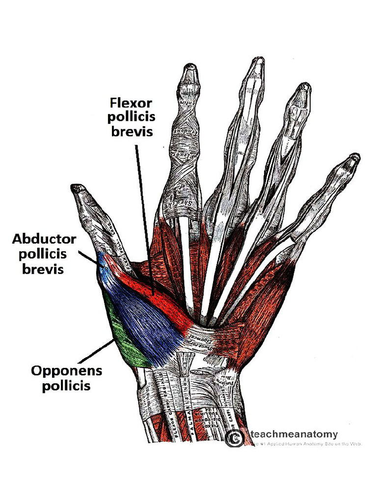 Hand Anatomy | PDF