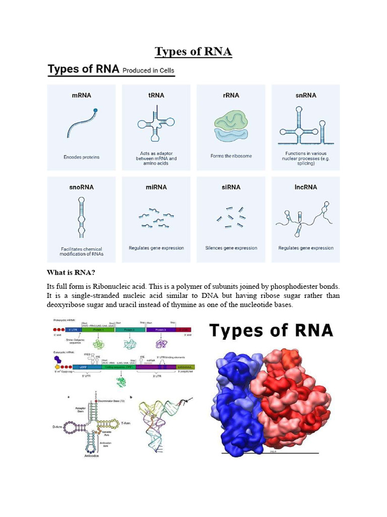 RNA Structures and Function | PDF | Rna | Messenger Rna