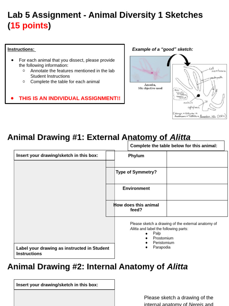 Animal Anatomy Sketch Assignment | PDF | Anatomy | Esophagus