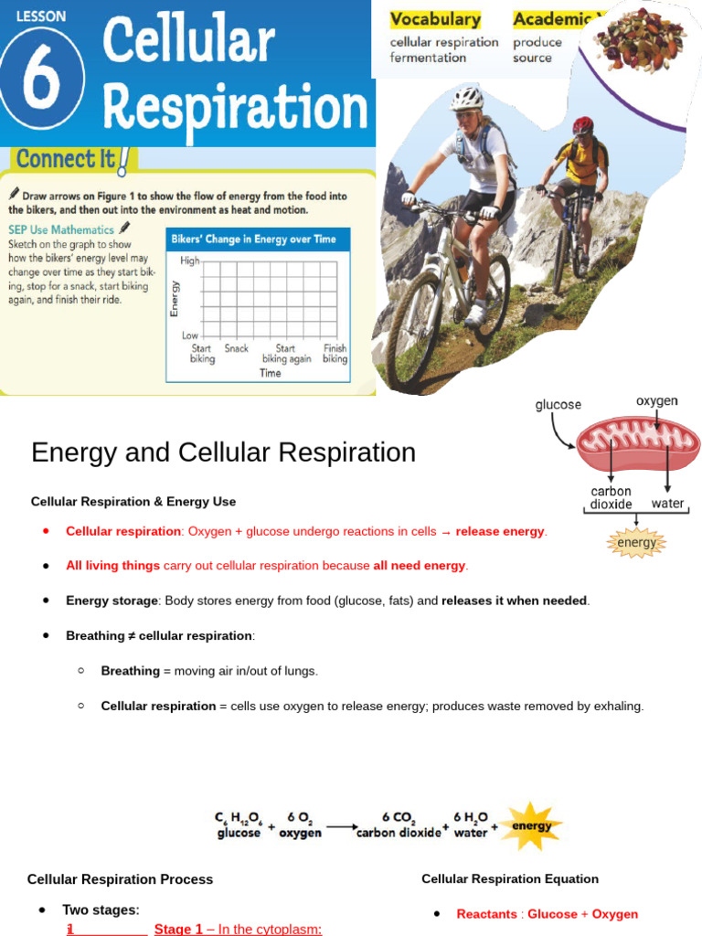 Lesson 6 - Cellular Respiration | PDF | Cellular Respiration | Glucose