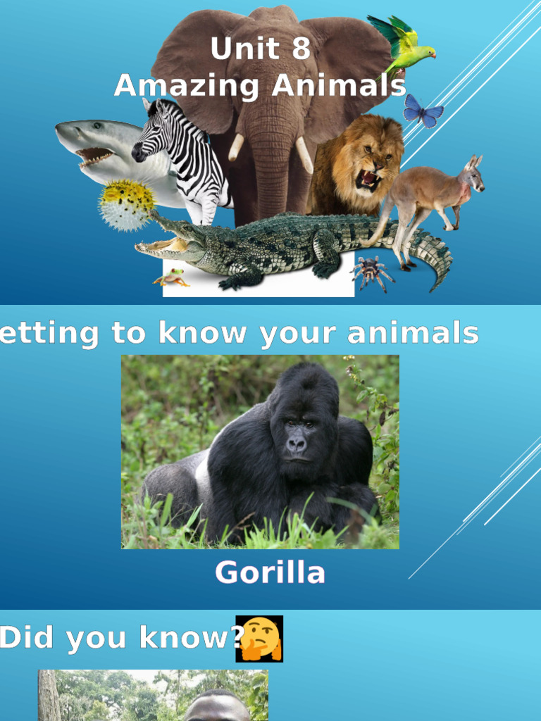 Year 4 Unit 8 Amazing Animals | PDF