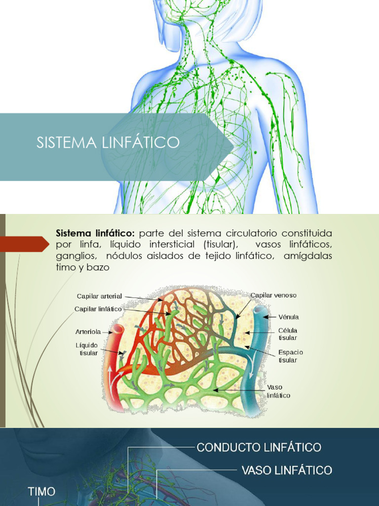 Sistema Linfático | PDF | Sistema linfático | Linfa