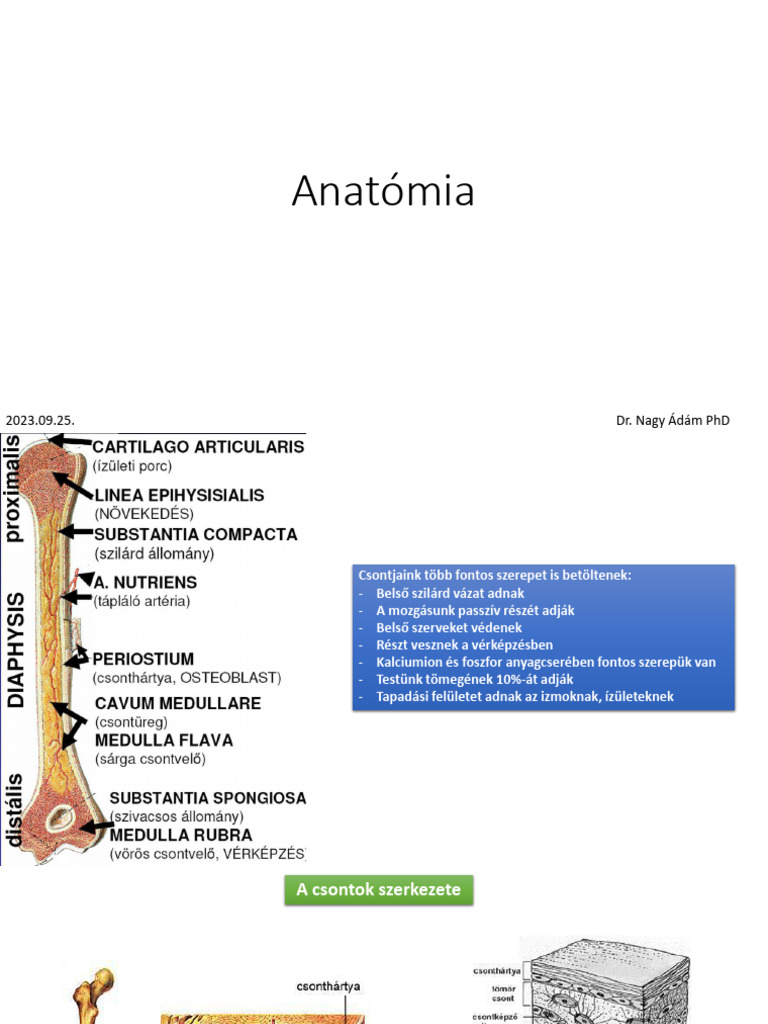 Csontok | PDF