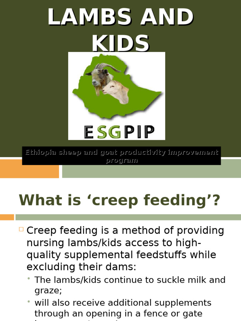 Creep Feeding Lambs and Kids | PDF | Sheep | Weaning