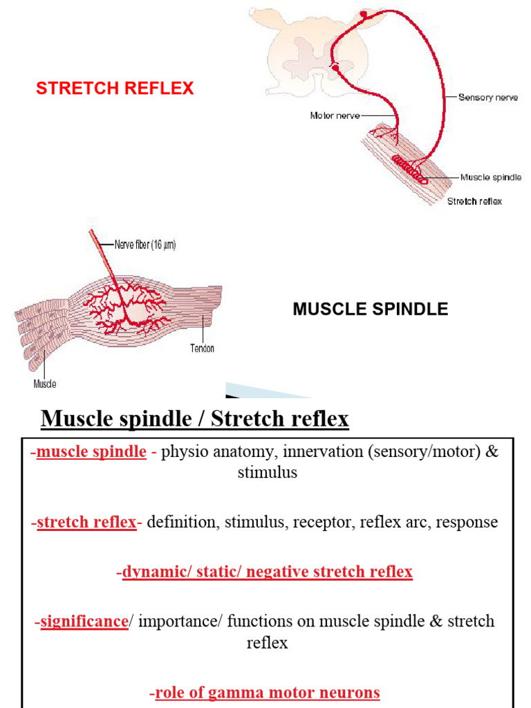 Muscle Spindle and Stretch Reflex Overview | PDF | Human Anatomy ...