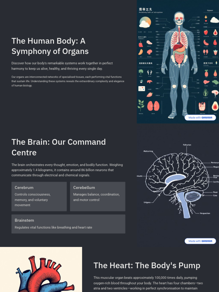 The Human Body A Symphony of Organs | PDF | Human Body | Digestion