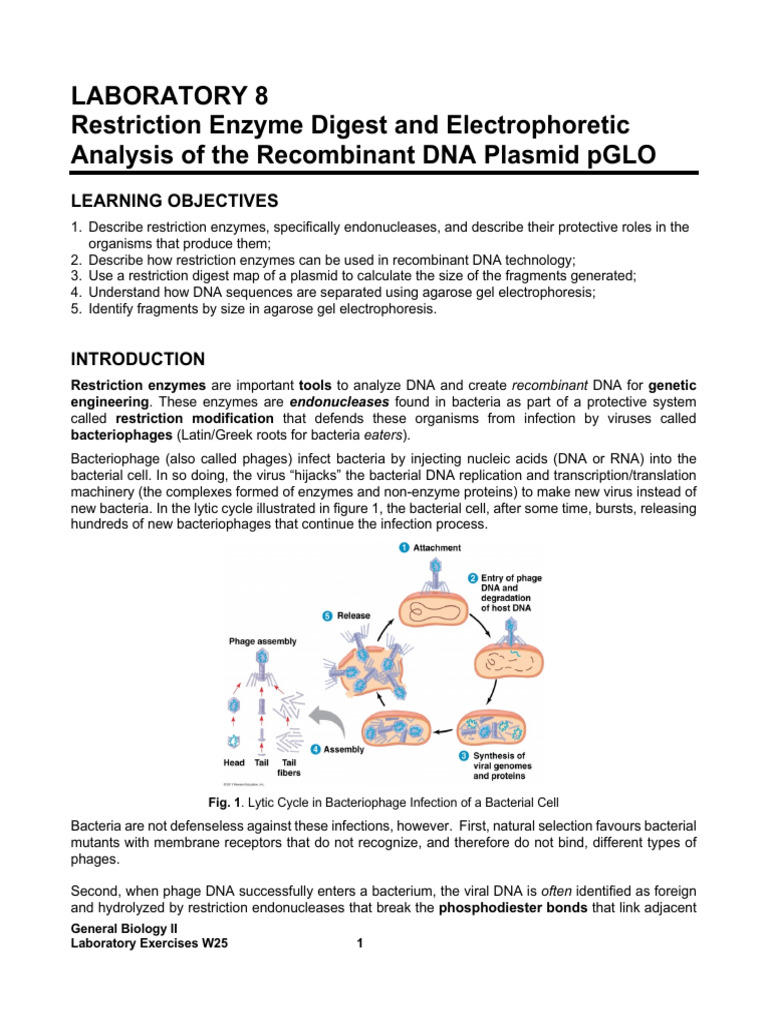 Restriction Enzyme Lab: pGLO Analysis | PDF | Restriction Enzyme | Gel ...