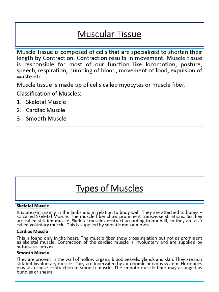 Muscular Tissue Nursing New | PDF | Muscle | Skeletal Muscle