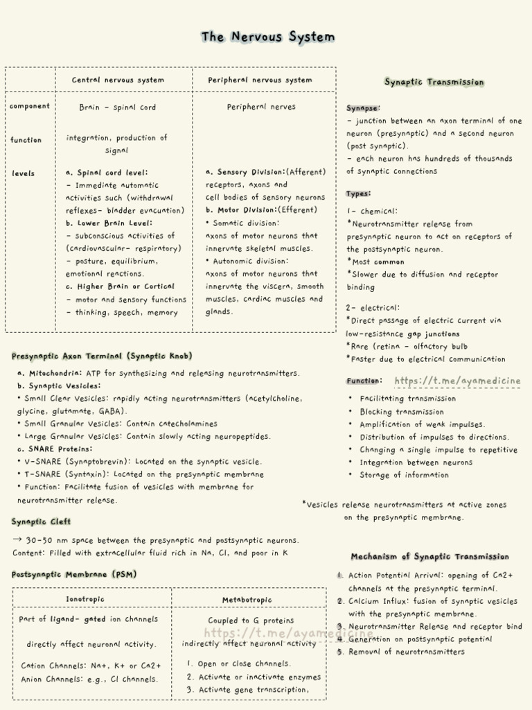 Overview of Nervous System Functions | PDF | Chemical Synapse ...