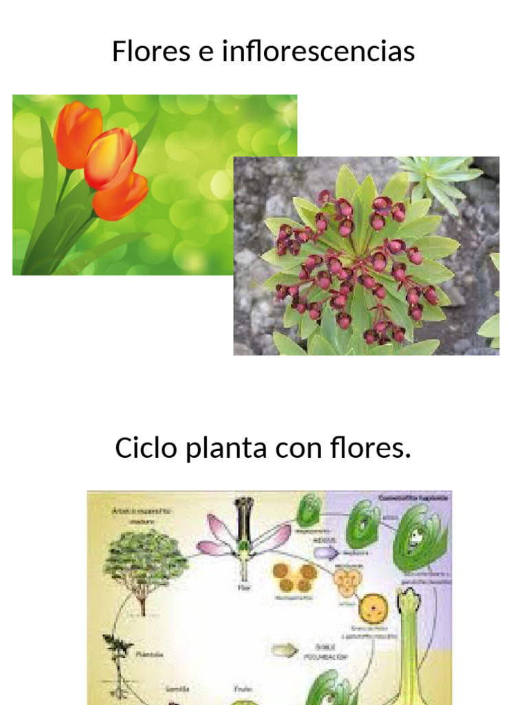 Tipos y partes de flores e inflorescencias | PDF | Flores | Técnicas ...