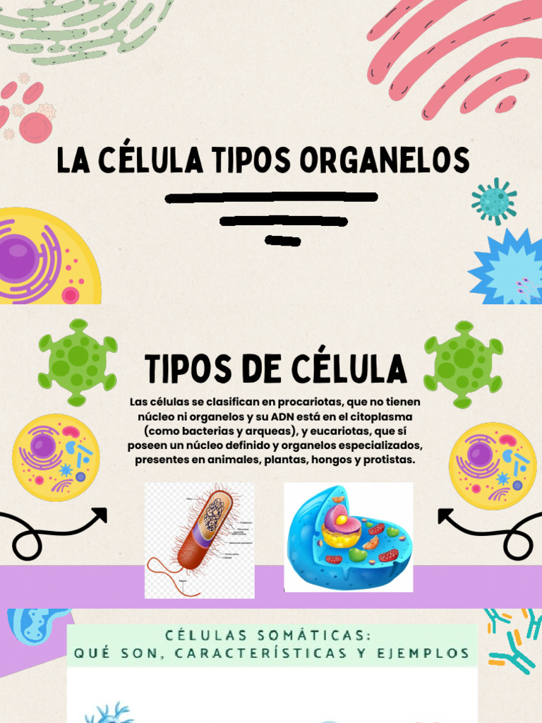 Tipos y funciones de células eucariotas | PDF | Biología Celular ...