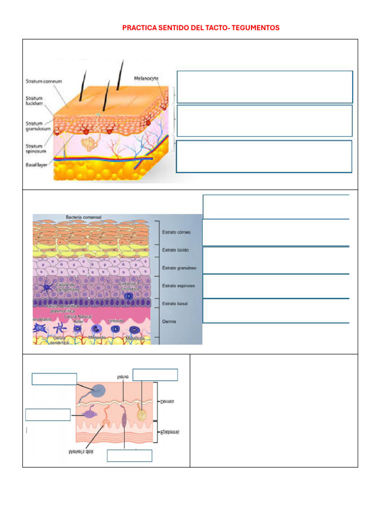 Practica Sentido Del Tacto | PDF