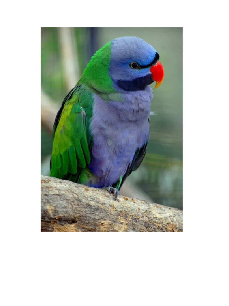 Perico | PDF