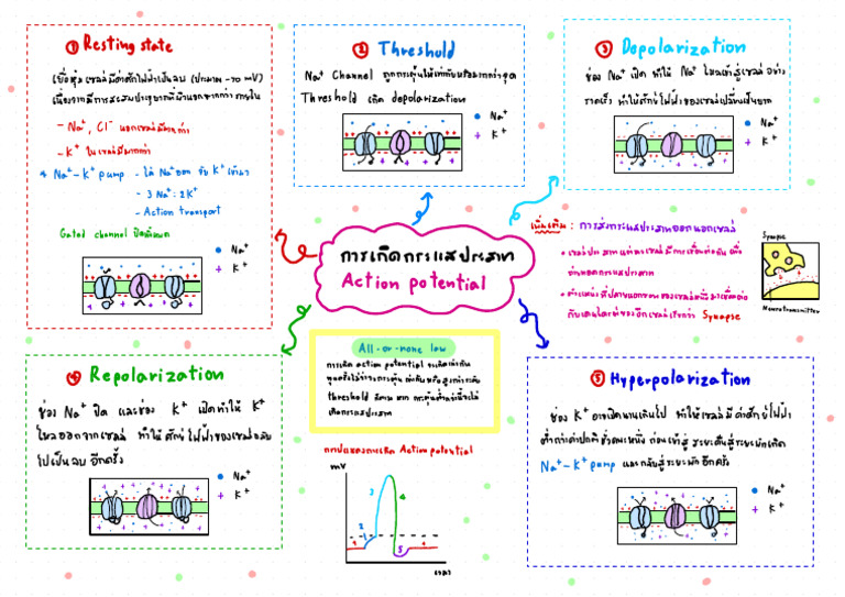 Action Potential 1 | PDF