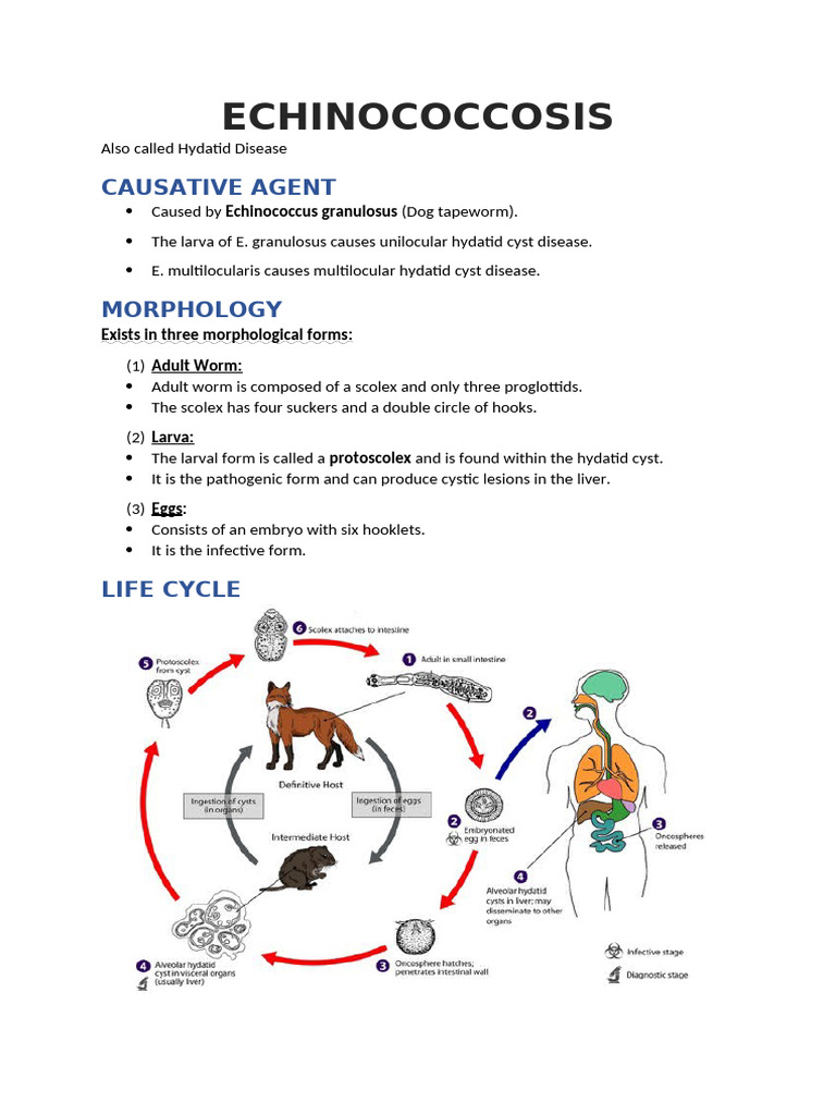 Hydatid disease: imaging, treatment, and beyond - Clinical Radiology, image size:768x1024