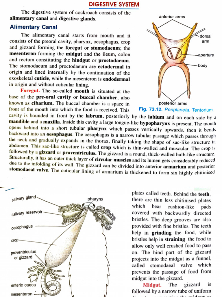 Cockroach Digestive System Overview | PDF | Gastrointestinal Tract ...