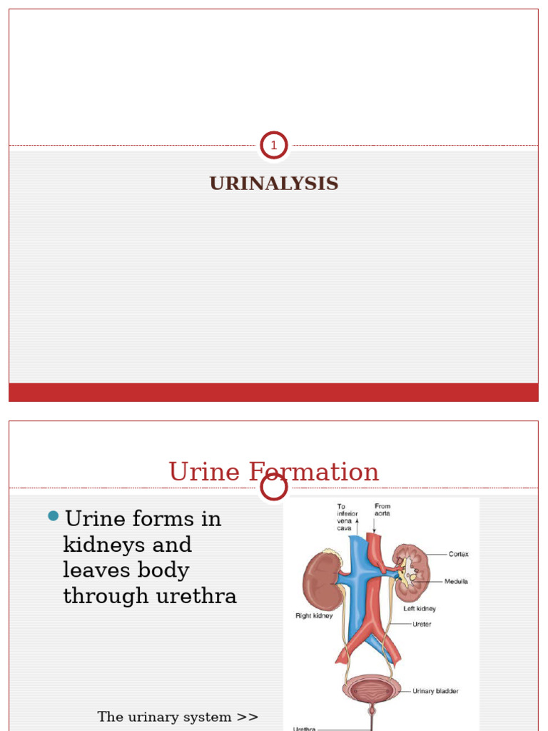 Comprehensive Guide to Urinalysis | PDF | Urine | Kidney