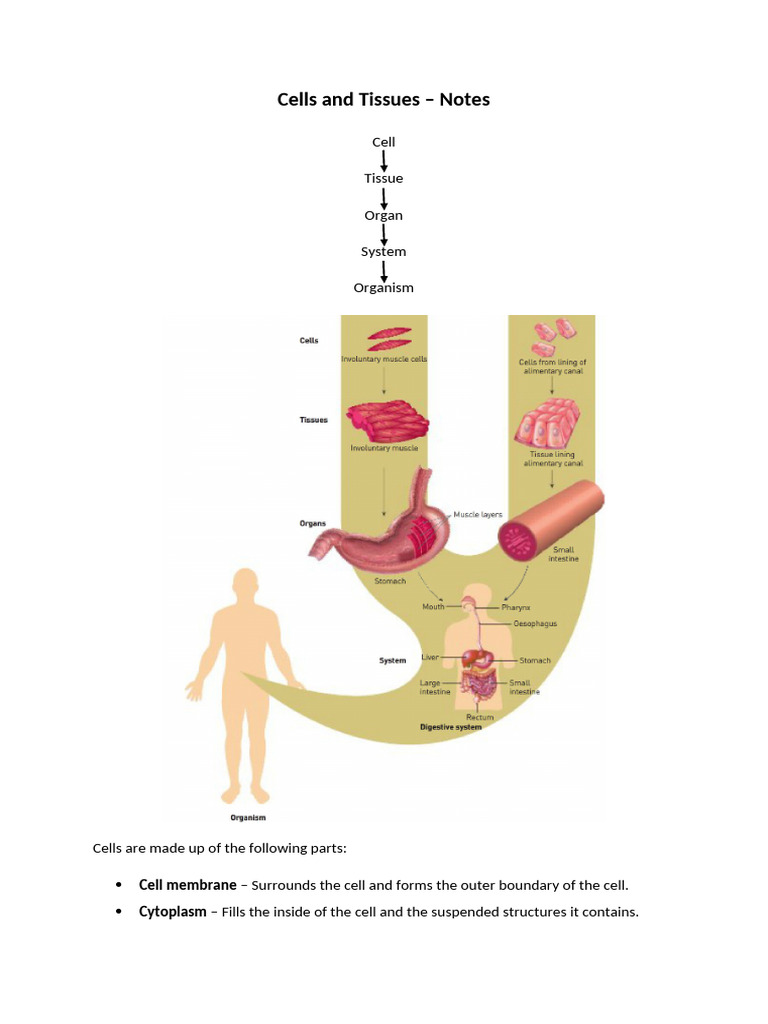Overview of Cells and Tissues | PDF | Tissue (Biology) | Cytoplasm