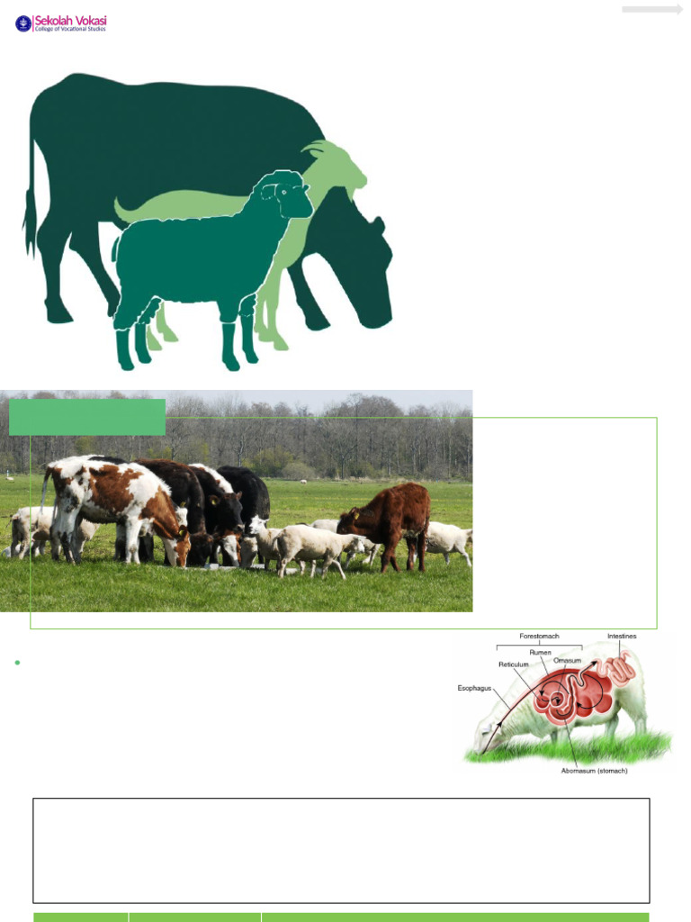 Panduan Lengkap Ternak Ruminansia | PDF