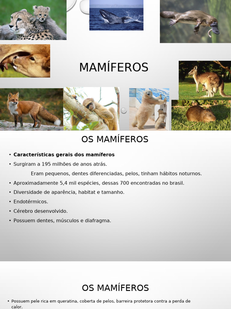 Características dos Mamíferos e Habitat | PDF | Marsupiais | Sistema ...