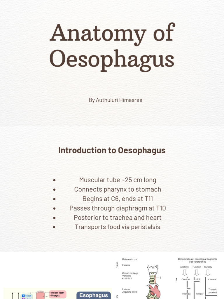 Oesophagus Anatomy and Functions Guide | PDF