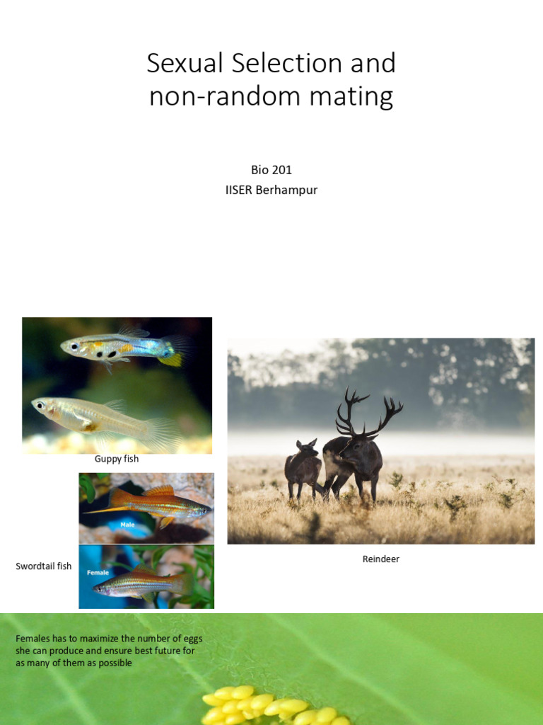 Sexual Selection in Animal Mating Strategies | PDF | Inbreeding ...
