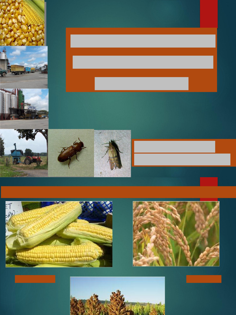 Insectos en Granos Almacenados en Venezuela | PDF | Cereales | Micotoxinas