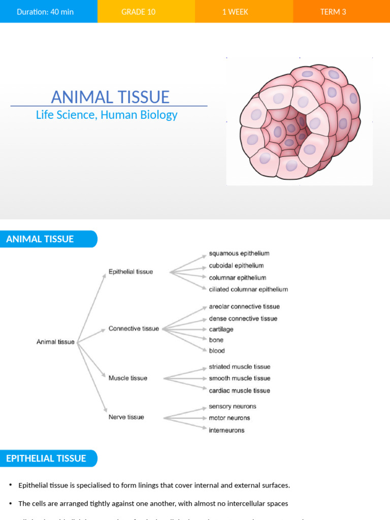 Animal Tissue Types in Human Biology | PDF | Epithelium | Connective Tissue