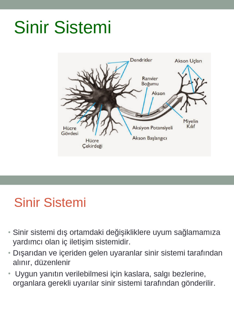 Ve 3.sinir Sistemi Sunusu | PDF