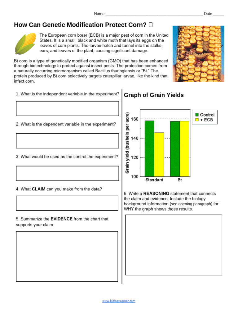 Genetic Modification in Corn Protection | PDF