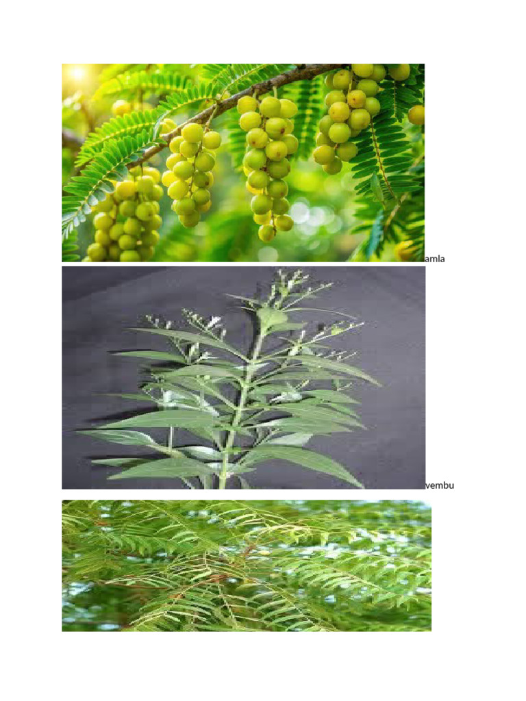 Amla | PDF