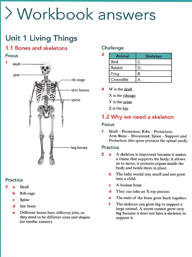 P Science 4 Workbook Answers | PDF