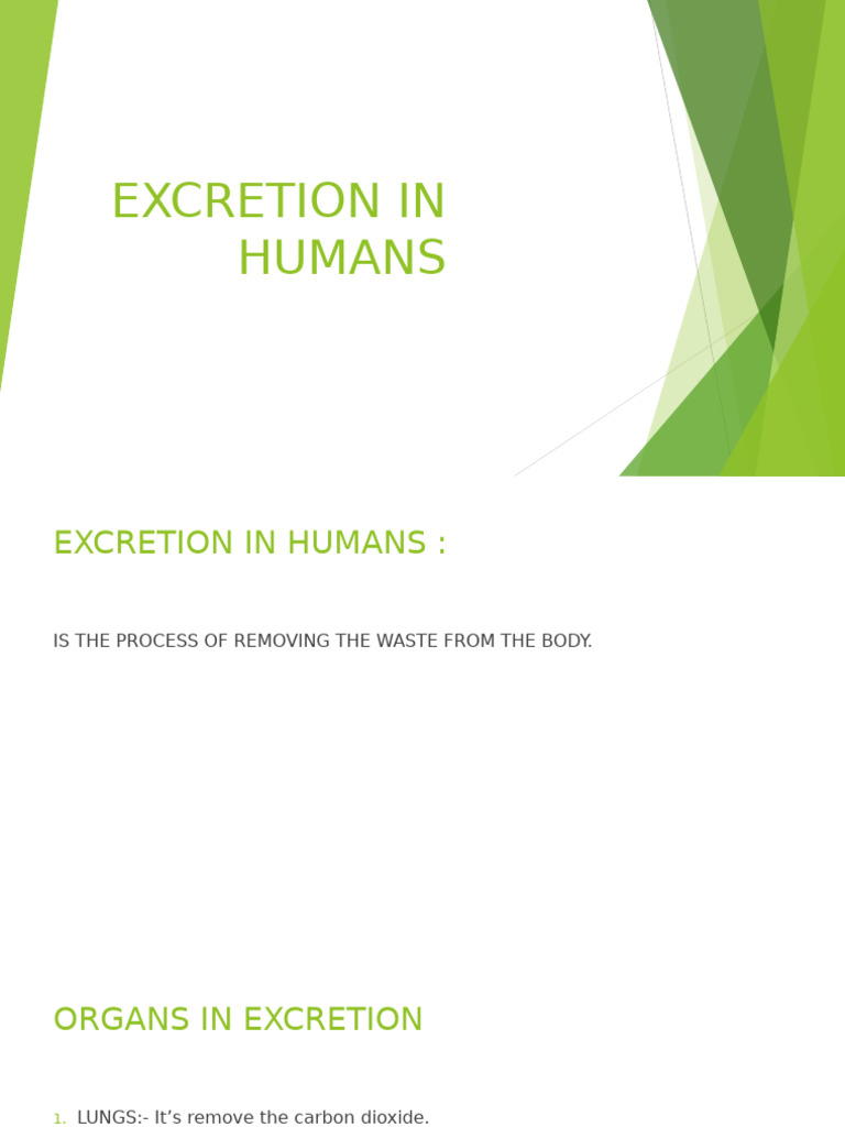 Human Excretion Process Explained | PDF
