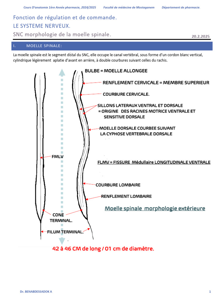 Anatomie de la Moelle Spinale | PDF | Moelle épinière | Anatomie humaine