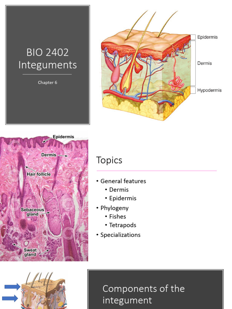 Integument Structure and Function Overview | PDF | Integumentary System ...