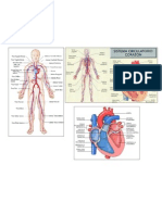 sitema circulatorio