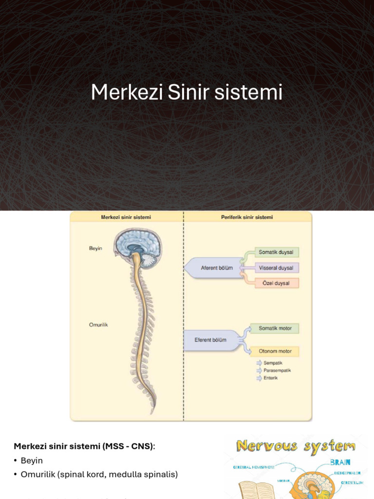 Sinir Sisteminin Organizasyonu Ve MSS-1 | PDF