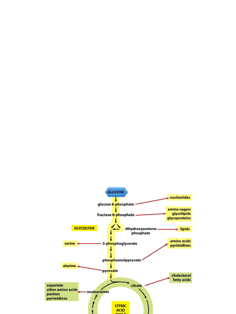 Metabolic Pathways and Regulation Overview | PDF | Chemistry | Metabolism