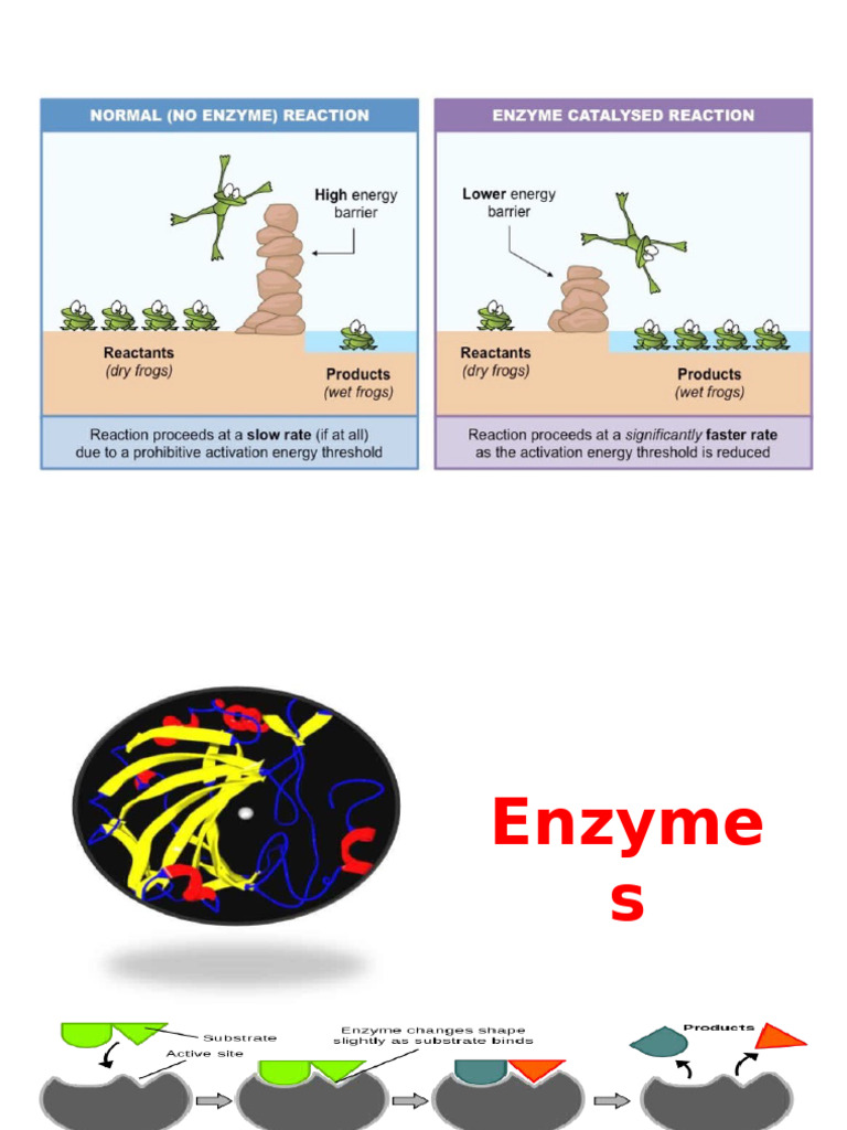 Understanding Enzymes and Their Functions | PDF | Enzyme | Enzyme Inhibitor