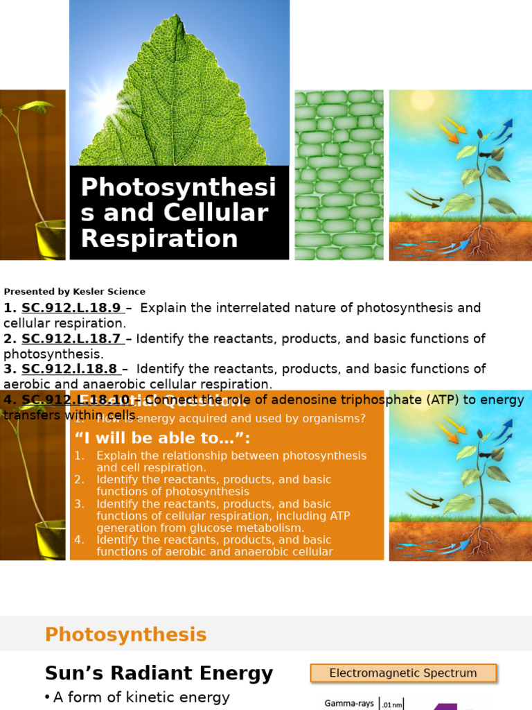 Photosynthesis and Cellular Respiration Explained | PDF | Cellular ...